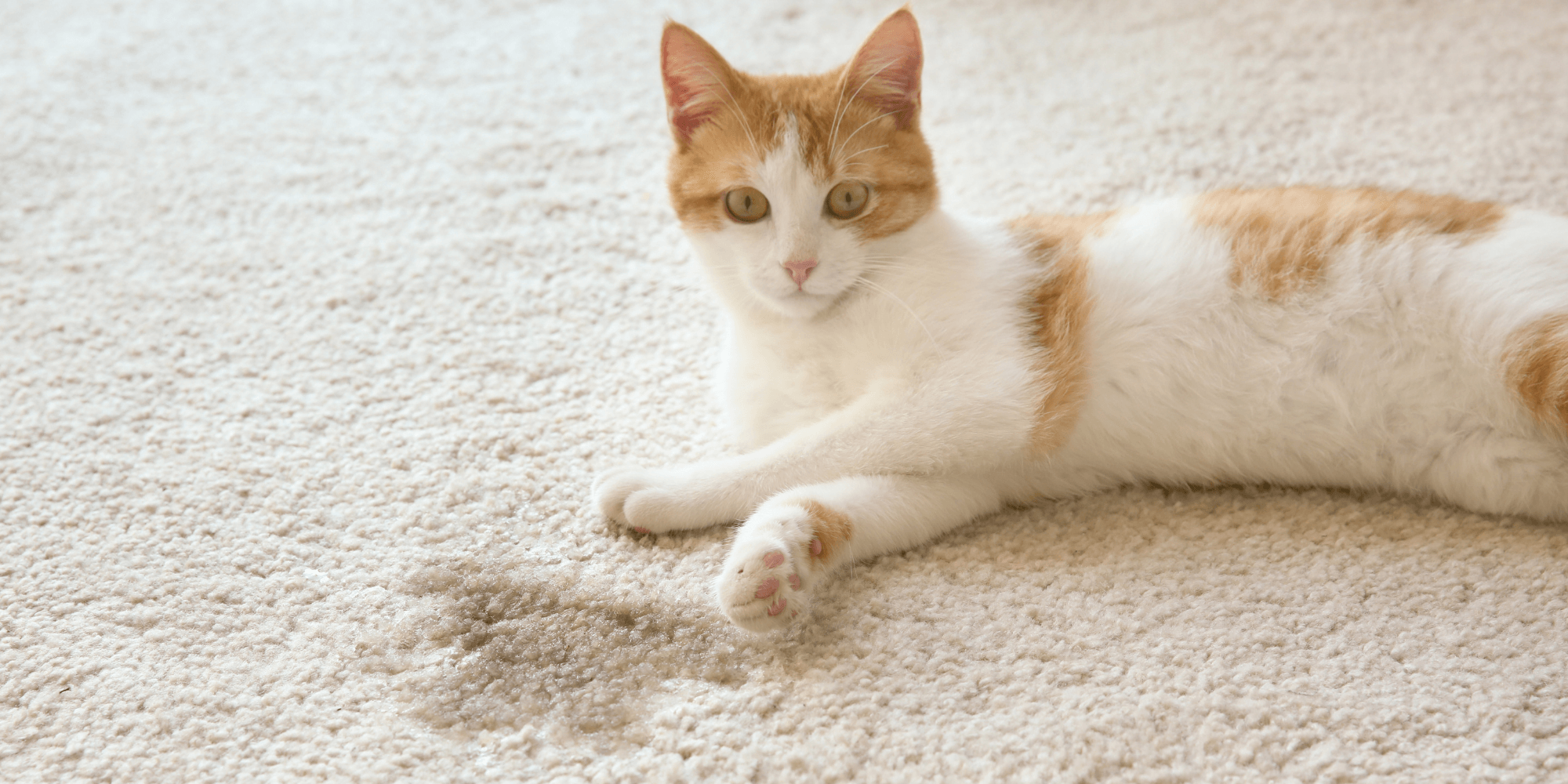 pets increase allergens in carpet