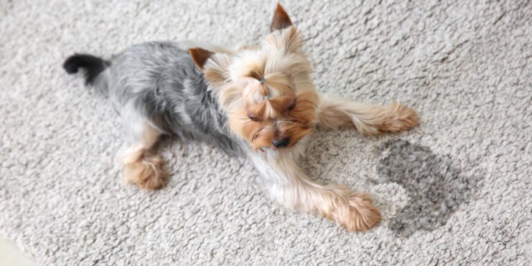 The Ultimate Guide to Removing Stubborn Pet Stains from Carpets